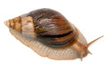 Lissachatina immaculata panthera Madagascar adult